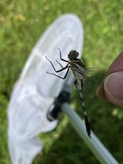 Orthetrum albistylum