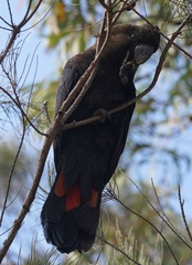 Calyptorhynchus lathami