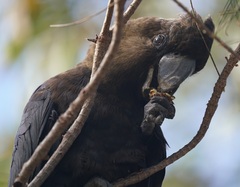 Calyptorhynchus lathami