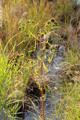 Bidens radiata