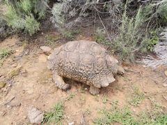 Stigmochelys pardalis