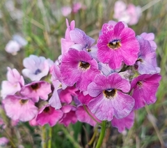 Nemesia strumosa