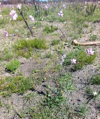 Silene gallica