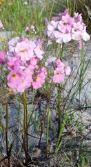 Nemesia strumosa