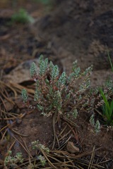 Polygonum polygaloides confertiflorum