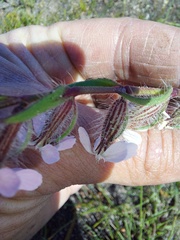 Silene gallica