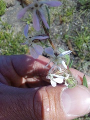 Silene gallica