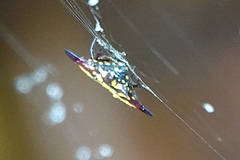 Gasteracantha fornicata