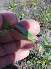 Silene gallica