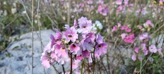 Nemesia strumosa