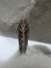 Scrobipalpa ocellatella