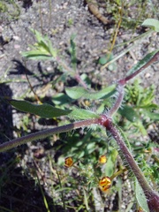 Silene gallica