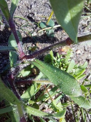 Silene gallica