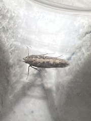 Scrobipalpa ocellatella