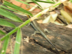 Trachylepis wahlbergii