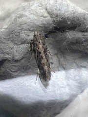 Scrobipalpa ocellatella