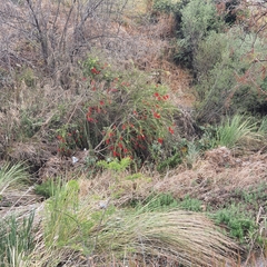 Melaleuca viminalis viminalis