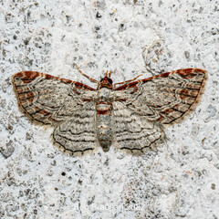 Eupithecia costalis