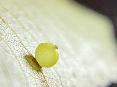 Caryomyia leviglobus