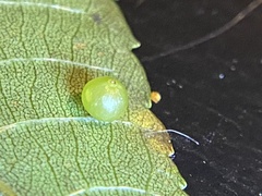 Caryomyia leviglobus