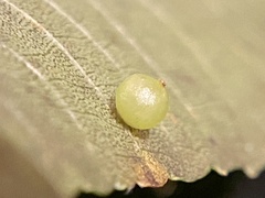 Caryomyia leviglobus