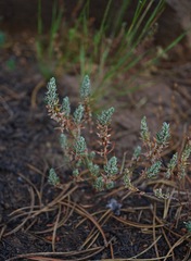 Polygonum polygaloides confertiflorum