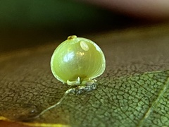 Caryomyia leviglobus