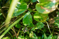 Pontederia vaginalis