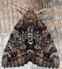 Catocala lacrymosa