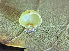 Caryomyia leviglobus