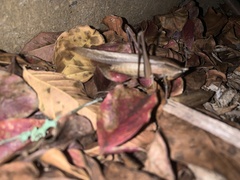 Neoconocephalus triops