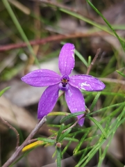 Glossodia minor