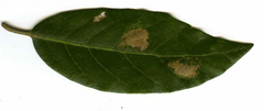 Phyllonorycter messaniella