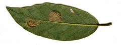 Phyllonorycter messaniella