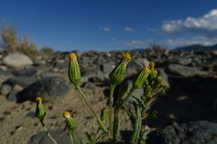Senecio dubitabilis
