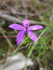 Glossodia minor