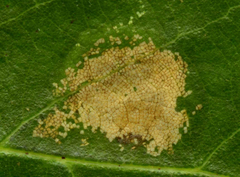 Phyllonorycter messaniella