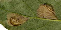 Phyllonorycter messaniella