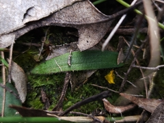 Glossodia minor