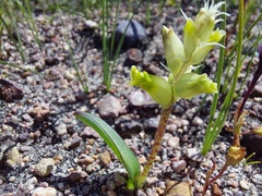 Lachenalia lutea