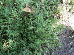 Polygonum arenastrum