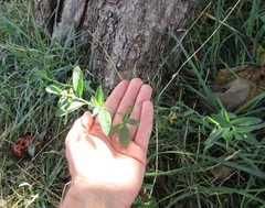 Polygonum aviculare aviculare