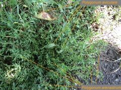 Polygonum arenastrum