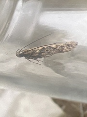 Scrobipalpa ocellatella