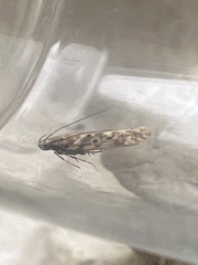 Scrobipalpa ocellatella