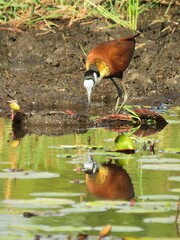 Actophilornis africanus