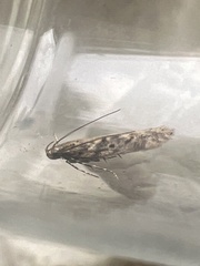 Scrobipalpa ocellatella