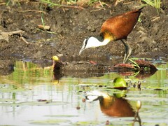 Actophilornis africanus