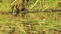 Crocodylus niloticus