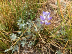 Lupinus breweri